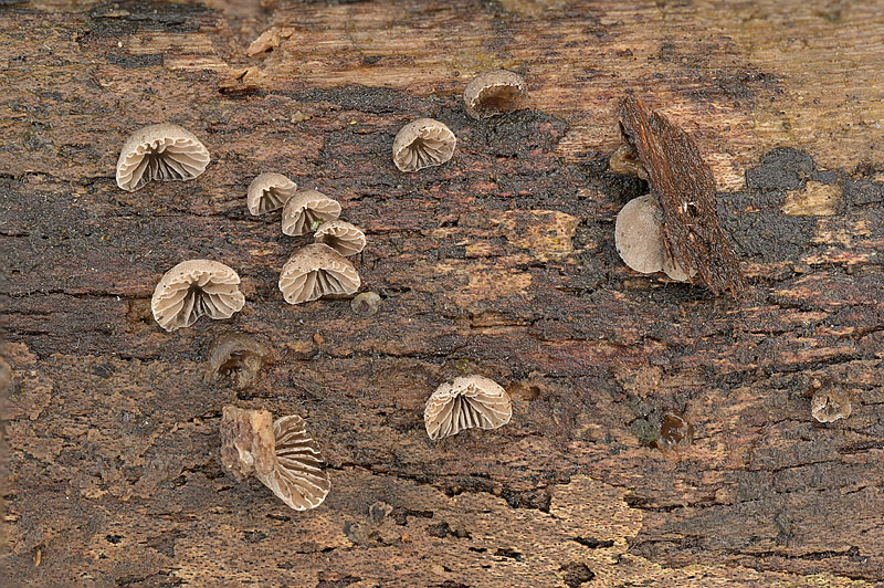 Resupinatus europaeus